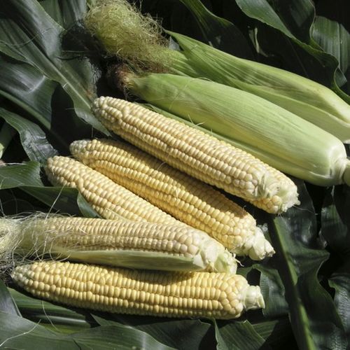 玉米价格的上涨带来的影响